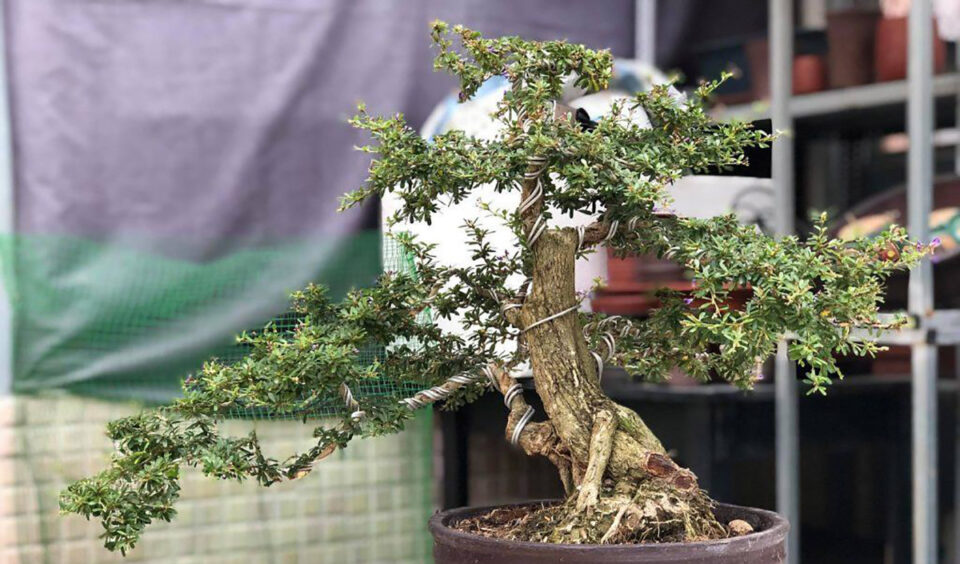 cây-cảnh-bonsai-để-bàn