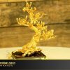 cây hồng bonsai mạ vàng